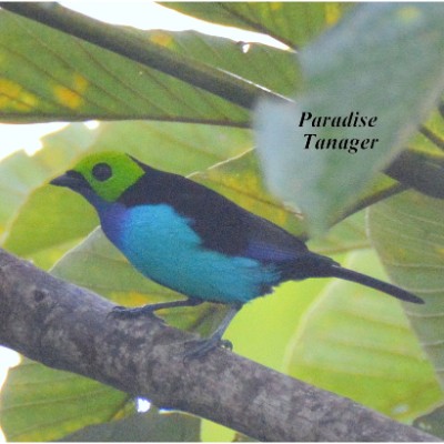 Paradise Tanager